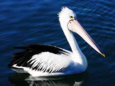 白头鸟系列：另类的美丽10（海鸥）