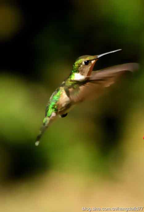红玉喉北蜂鸟（2）