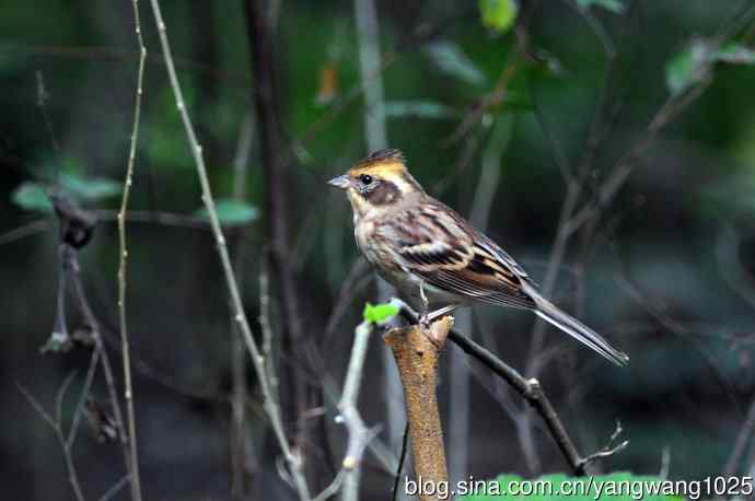 雌性黄喉鹀（1）