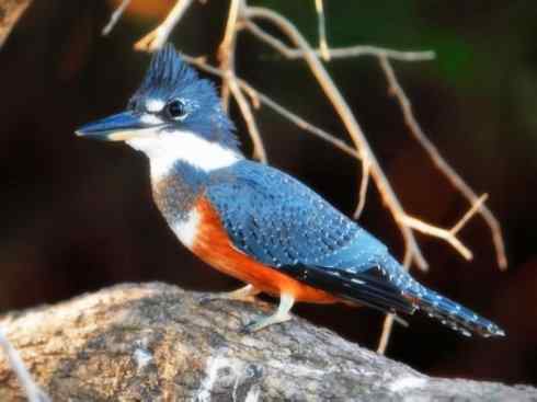 天生猎手：非猛禽类猎手之二（雀鸟也是屠夫——伯劳）