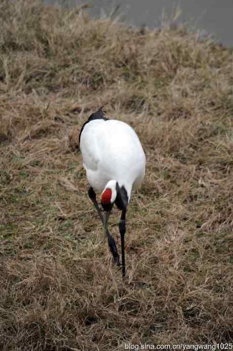 晚秋寻美 wbr wbr3