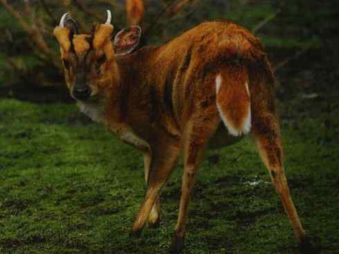 麒麟：传说的兽原型探秘（麂）