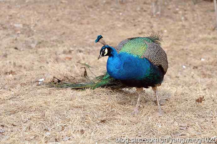 蓝孔雀