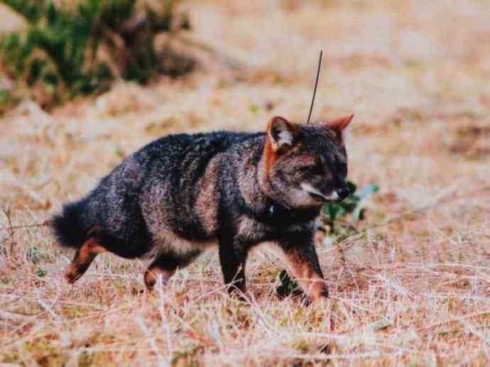犬科：狐亚科伪狐属之阿根廷狐、山狐、达尔文狐