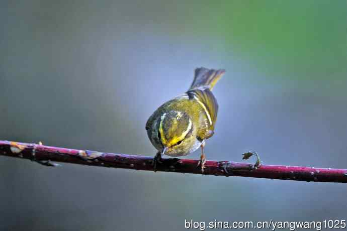 黄腰柳莺（23）