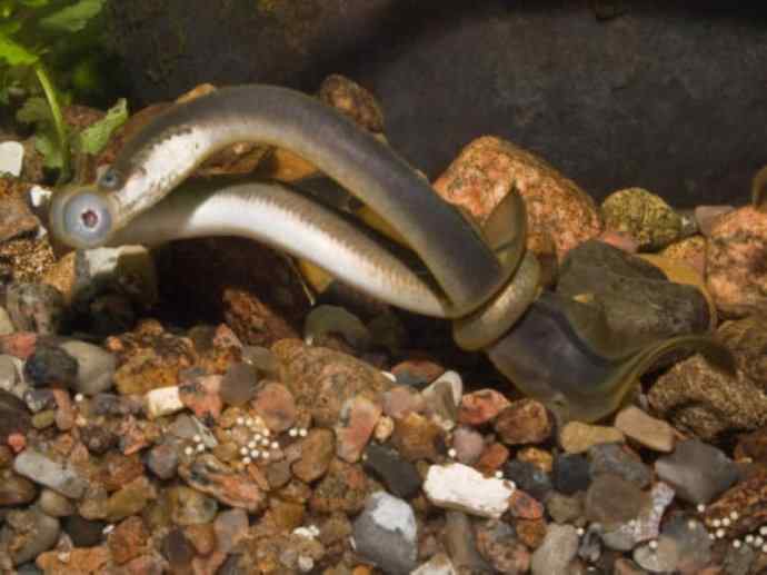 鱼类活化石：七鳃鳗