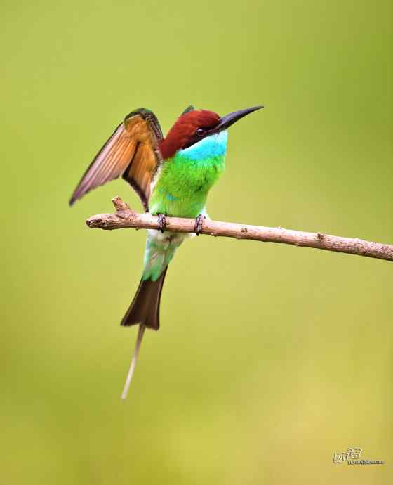 湖北大悟的蓝喉蜂虎