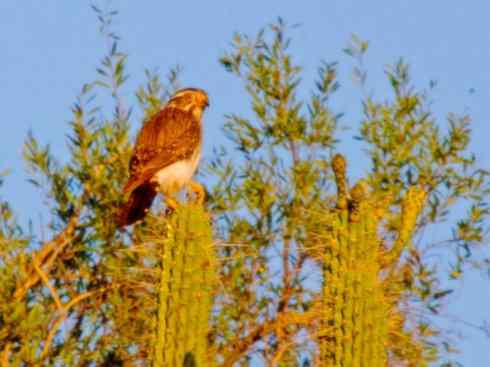 鸟类之最：小隼