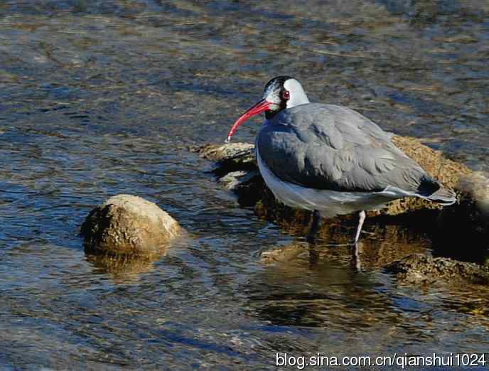 再遇鹮嘴.喜出望外