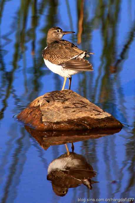 斑腹矶鹬（非繁殖期）之三