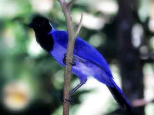 美丽无罪：雀鸟之蓝鸦