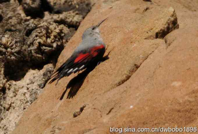 优雅红翅 旋壁山岩