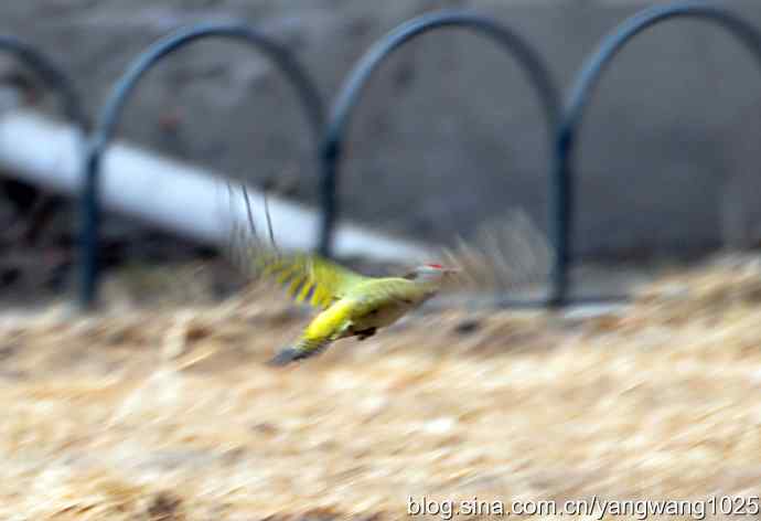 随走随拍【灰头绿啄木鸟（雄性）】