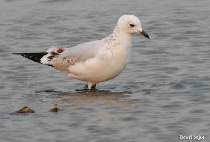 秋季到海滨来看鸟