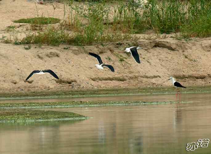 北京沙河&nbsp;wbr路&nbsp;wbr黑翅长脚鹬和扇尾沙锥