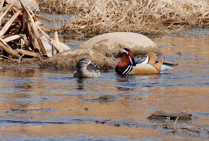 怀沙河鸟调 怀沙河鸟调
