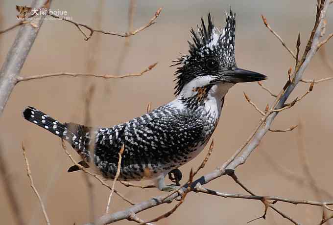 假日与家人一起愉快观鸟 假日与家人一起愉快观鸟