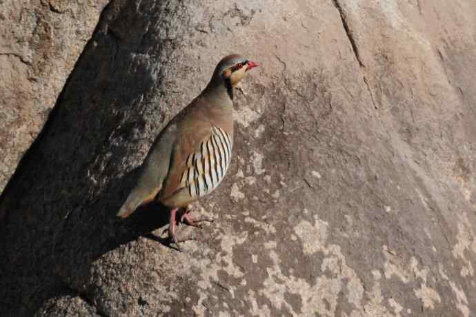 山岩上的石鸡★ 山岩上的石鸡★