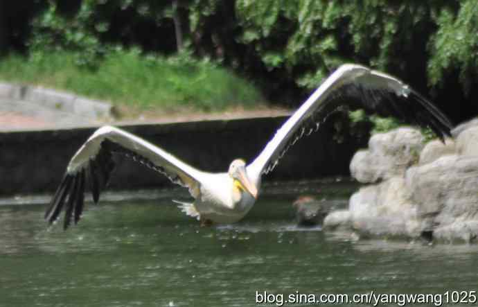 鹈鹕(抓拍) 鹈鹕(抓拍)