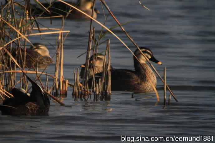 崇明东滩湿地公园观鸟记