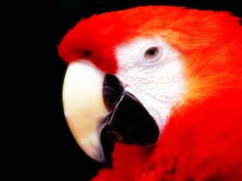 猎奇：奇特的鸟喙之四