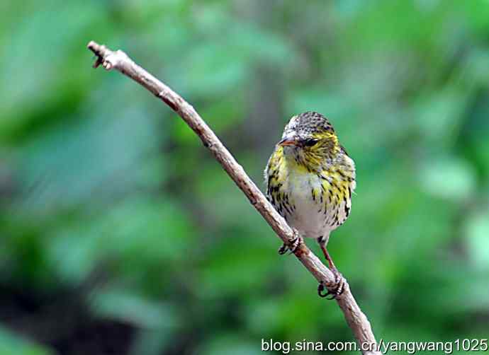 红胁绣眼、小鹀