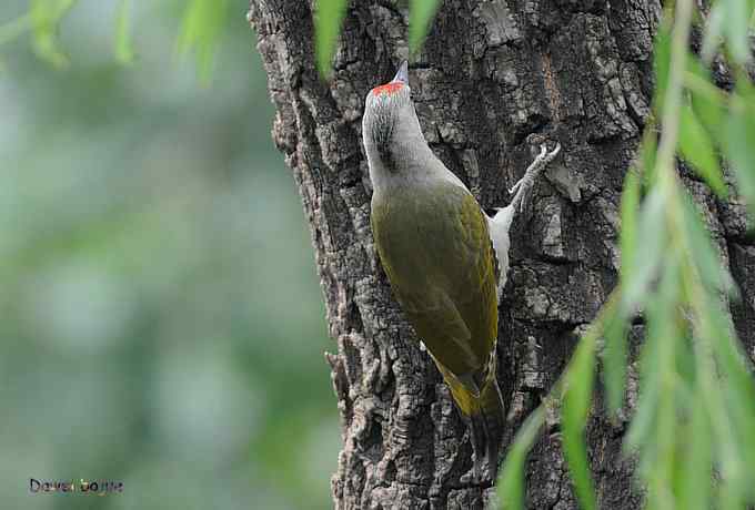 植物园：紫背.白眉和绿啄　
