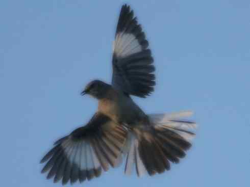 雀鸟也彪悍：别惹我（小嘲鸫）