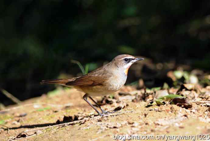 红喉歌鸲（18）