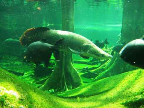 鱼类活化石：巨骨舌鱼