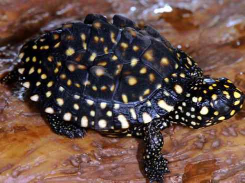 玄武：传说的兽原型探秘（潮龟）