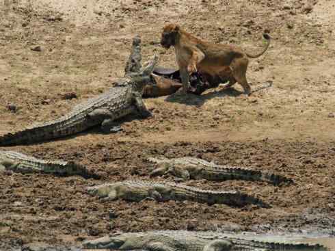 龙：传说的兽原型探秘（鳄类）