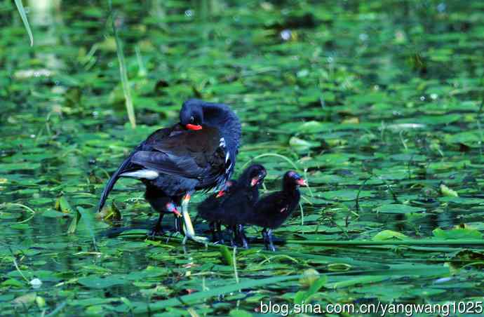 妈妈与宝宝（黑水鸡）