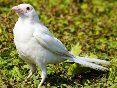 白虎：传说的兽原型探秘