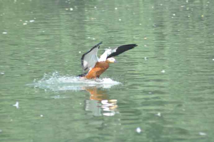 飞(赤麻鸭)1 飞(赤麻鸭)1