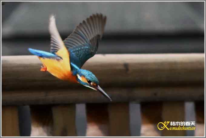 让鈥溞〈溻澐伞菊掌