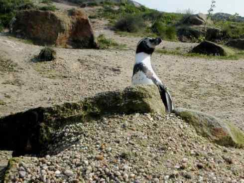鸟类之最:巴布亚企鹅 鸟类之最:巴布亚企鹅
