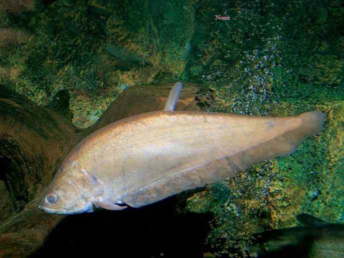 鱼类活化石：铠甲弓背鱼