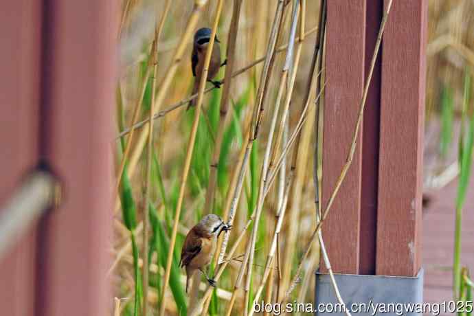 中华攀雀(记录版) 中华攀雀(记录版)