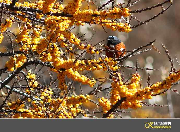 寻梦鈥溠趴讼拟潯臼蹬摹