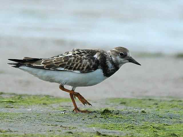 黄金海岸寻鹬 wbr赤土山桥赏鸟