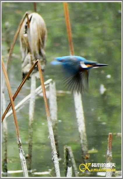 拍鸟偶遇【照片】