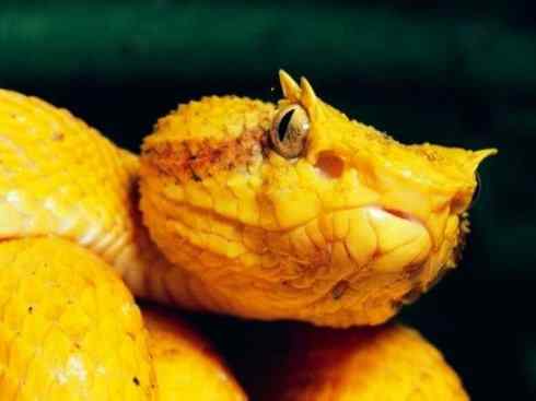 龙：传说的兽原型探秘（响尾蛇类）