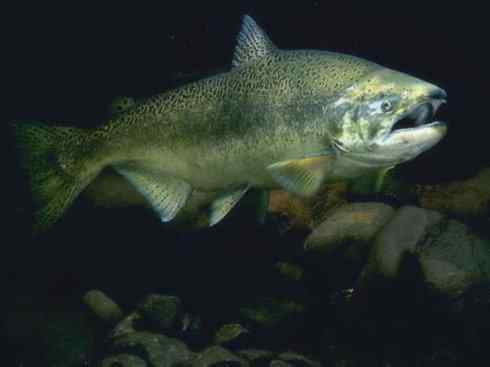 自然奇观：动物大迁徙(大马哈鱼)