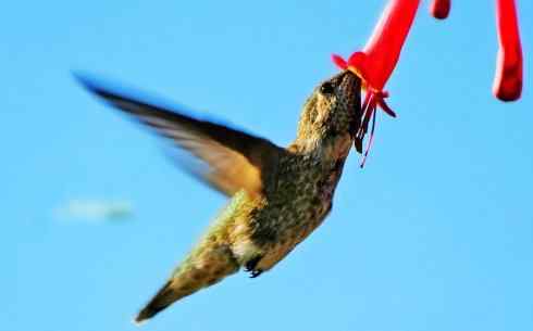 猎奇:十大奇异鸟类之四 猎奇:十大奇异鸟类之四