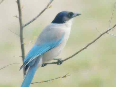 家禽驯化之源之二十九