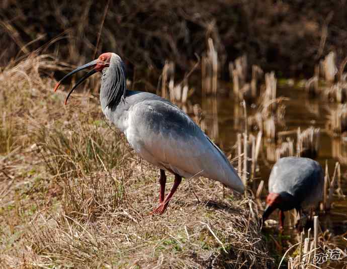 朱鹮&nbsp;wbr路&nbsp;wbr吉祥之鸟