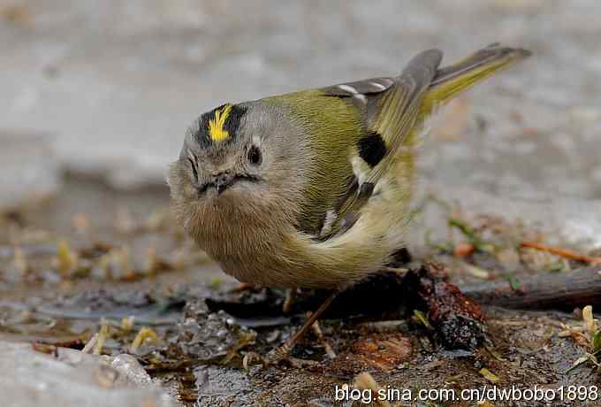 戴菊迎春 戴菊迎春