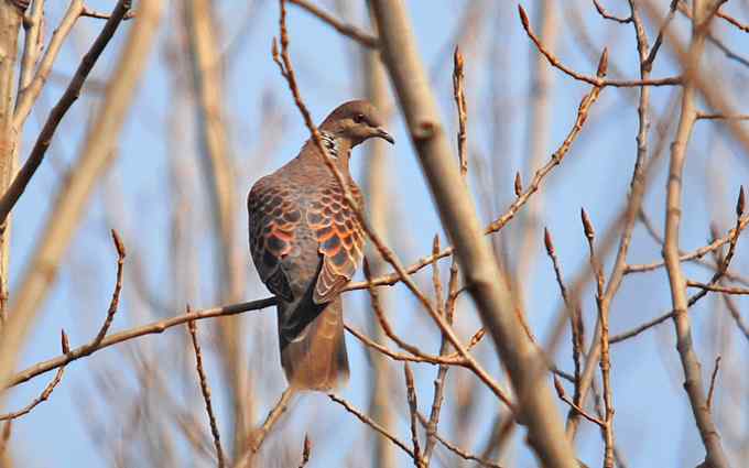 北京植物园赏鸟（二十），山斑鸠（组图）