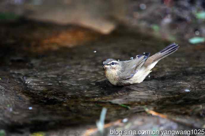 北京天坛公园的鸟类——巨嘴柳莺（5）